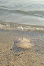 A jellyfish closeup on the beach in sunlight across the sea and sunrise sky. Marine animals