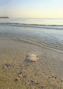 A jellyfish closeup on the beach in sunlight across the sea and sunrise sky. Marine animals.