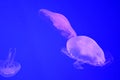Jellyfish closeup Royalty Free Stock Photo