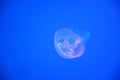 Jellyfish closeup Royalty Free Stock Photo