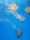 Jellyfish in aquarium Royalty Free Stock Photo