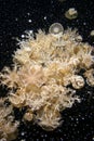 Jellyfish and Corals in Monterey Bay Aquarium Royalty Free Stock Photo