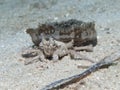 Jellyfish crab