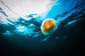 Jellyfish, Cyanea capillata in sea.