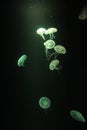 Jellyfish dance. Photography.