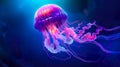Jellyfish dansing in the dark blue ocean water. Glowing jellyfish swim deep in blue sea