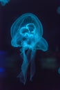Jellyfish in the dark