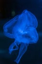 Jellyfish in the dark