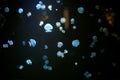 Jellyfish in dark water