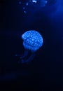 Jellyfish in the dark water with lights