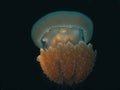 Jellyfish in deep