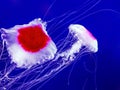 Jellyfish in deep blue sea Royalty Free Stock Photo