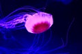 Jellyfish in deep blue sea Royalty Free Stock Photo