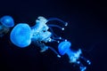 Jellyfish Deep Underwater