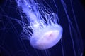 Jellyfish Royalty Free Stock Photo