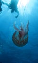 Jellyfish and diver (U05)
