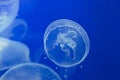 Jellyfish Drifting Background Royalty Free Stock Photo