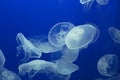 Jellyfish Drifting Background