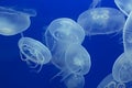 Jellyfish Drifting Background Royalty Free Stock Photo