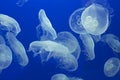 Jellyfish Drifting Background