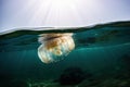 jellyfish drifting through serene underwater landscape