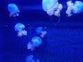 Jellyfish extravaganza in hawaii