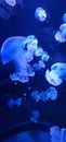 jellyfish in a fish tank Royalty Free Stock Photo