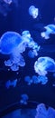 jellyfish in a fish tank Royalty Free Stock Photo