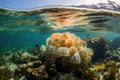 jellyfish floating amongst coral reef, with schools of fish in the background