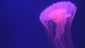 Jellyfish Floating in Aquarium, Jellyfishes Swimming, Medusa, Aquatic Animals Royalty Free Stock Photo