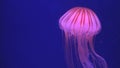 Jellyfish Floating in Aquarium, Jellyfishes Swimming, Medusa, Aquatic Animals Royalty Free Stock Photo