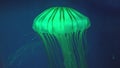 Jellyfish Floating in Aquarium, Jellyfishes Swimming, Medusa, Aquatic Animals Royalty Free Stock Photo