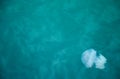 Jellyfish floating in the clear sea in summer