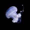 Jellyfish floating in the dark depths. Underwater world. Royalty Free Stock Photo