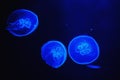 Jellyfish floating in dark waters illuminated by blue light Royalty Free Stock Photo