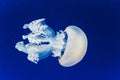 Jellyfish floating and flowing transparently in a fishbowl