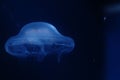 Jellyfish floating peacefully