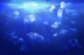 Jellyfish floating in the tropical sea. Royalty Free Stock Photo