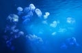 Jellyfish floating in the tropical sea. Royalty Free Stock Photo