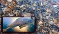Jellyfish floating in water above Black sea stones and cell phone displaying sunny Cyprus aerial map on screen in summer