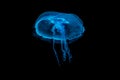 Jellyfish floating in a water