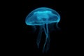 Jellyfish floating in a water