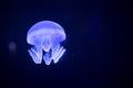 Jellyfish floating in water tank at aquarium