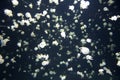 Small white jellyfish in Vancouver Aquarium