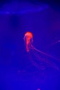 Jellyfish Royalty Free Stock Photo