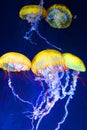 Jellyfish