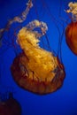 Jellyfish glowing against blue background