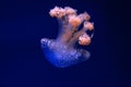 jellyfish glowing in blue water