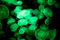 jellyfish glowing green on a black background.