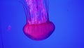 The jellyfish glows red. Floats down on a blue background